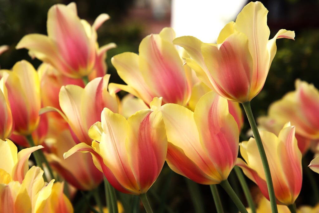 Colorful Tulips  by randy23