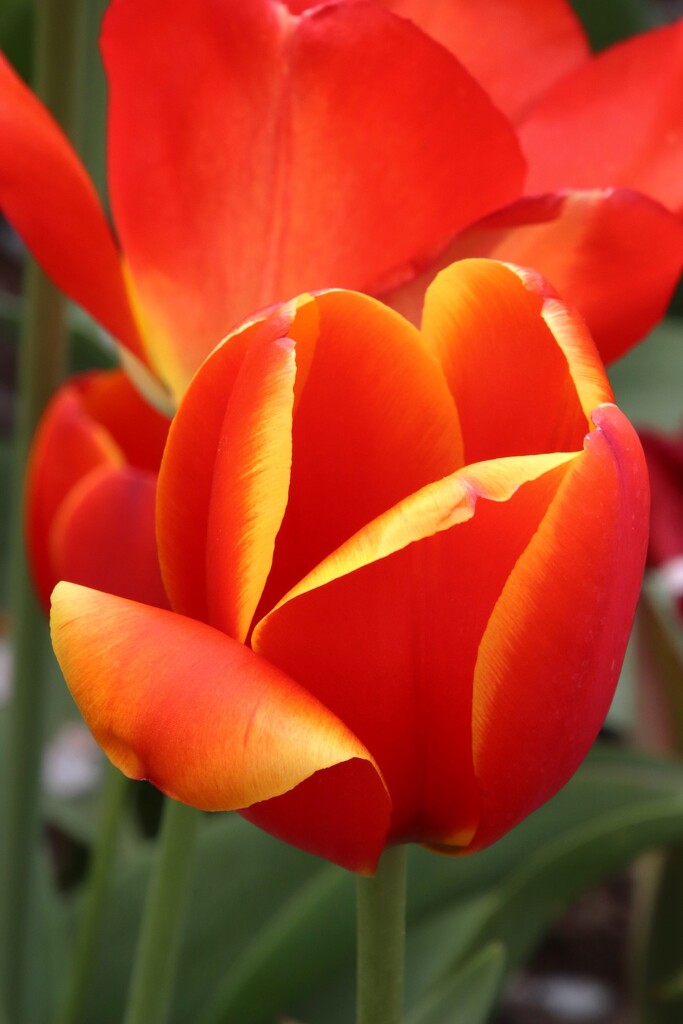 Red Yellow Tulip  by randy23