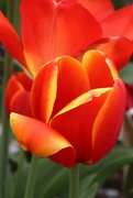 3rd May 2023 - Red Yellow Tulip 