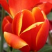 Red Yellow Tulip  by randy23