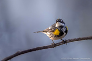 6th May 2023 - Yellow Rumped Warbler Struts Around