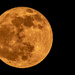 Last Night's Full Moon! by rickster549