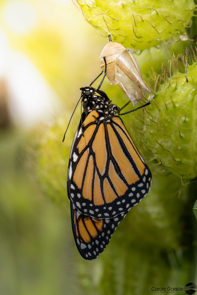 Monarch Hatched by yorkshirekiwi