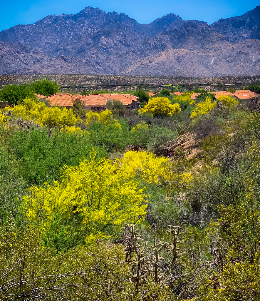 The "Oro" in Oro Valley, AZ ~ Part 2 by 365projectorgbilllaing