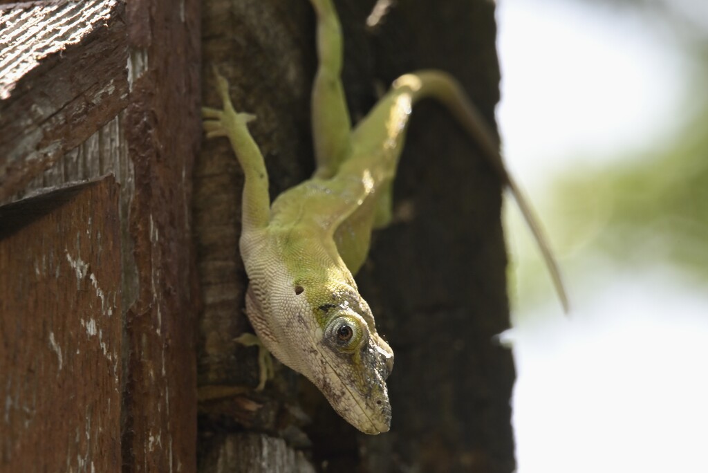 Anole Lizard by metzpah