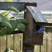 Eastern Bluebird  by metzpah