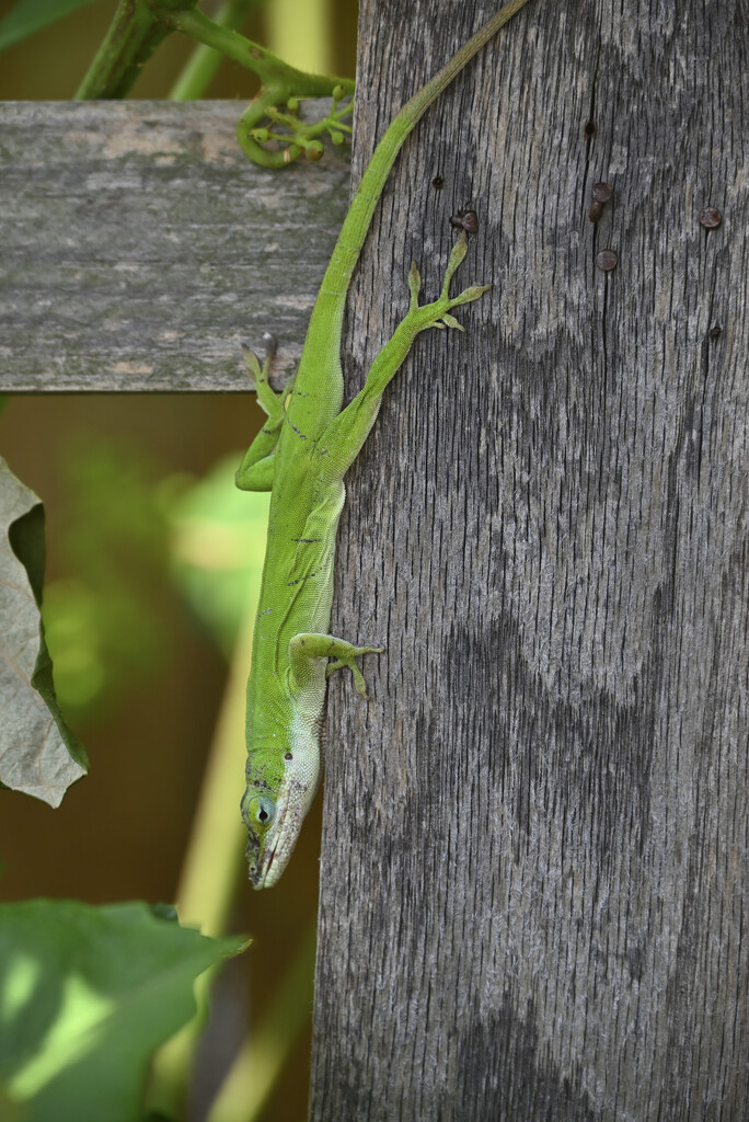 Anole in the garden by metzpah