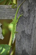2nd May 2023 - Anole in the garden