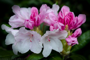 6th May 2023 - Rhodies In Bloom