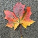 Autumn leaf..... by anne2013