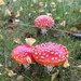 Toadstools.... by anne2013