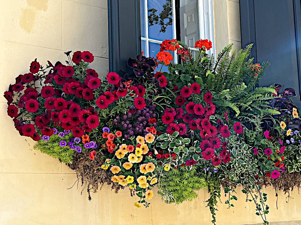 A striking flower box in Charleston’s Historic District by congaree