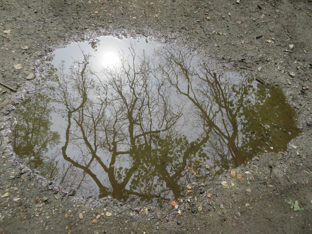 Muddy puddle by anitaw
