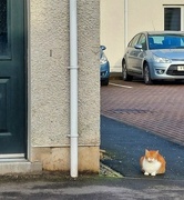 7th May 2023 - A cat seen on my morning walk.