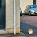A cat seen on my morning walk. by samcat