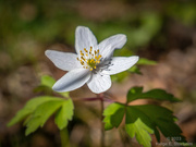 7th May 2023 -  Wood anemone