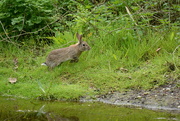 7th May 2023 - Rabbit spooked.......
