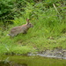 Rabbit spooked....... by ziggy77