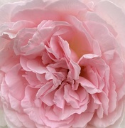 6th May 2023 - Pink rose