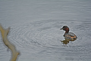 7th May 2023 - Little grebe.......