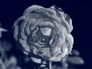 7th May 2023 - shy rose