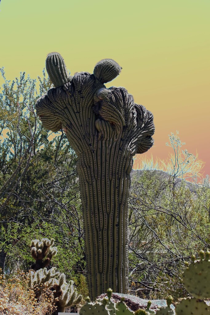 crested saguaro by blueberry1222