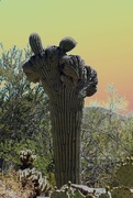 7th May 2023 - crested saguaro
