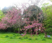 7th May 2023 - Blossom Time