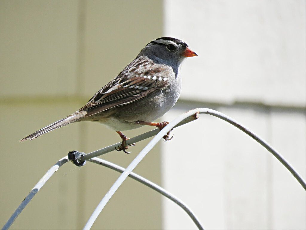 Sparrow Variety by seattlite