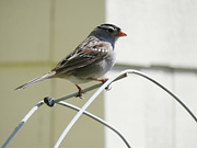 7th May 2023 - Sparrow Variety