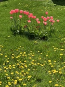 7th May 2023 - Half Tulips Half Dandelions 