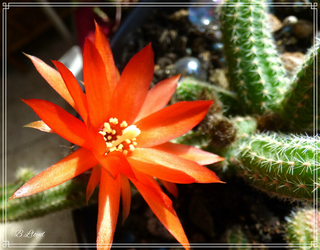 My flowering cactus by beryl