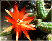 7th May 2023 - My flowering cactus