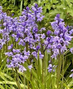 7th May 2023 - Extras - Bluebells