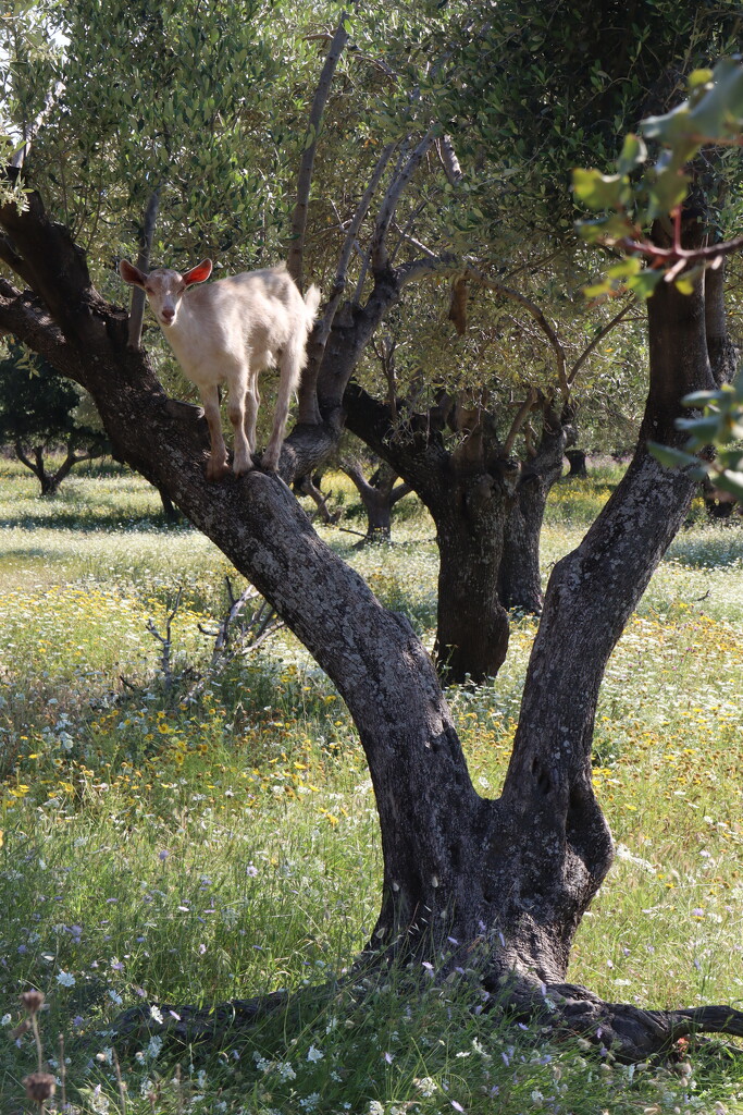Goat up a tree! by jeremyccc