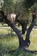 7th May 2023 - Goat up a tree!