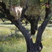 Goat up a tree! by jeremyccc