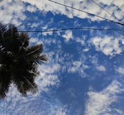 7th May 2023 - Coconut tree and the sky