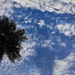 Coconut tree and the sky by sudo