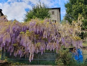 7th May 2023 - Wistful Look at a Little Wisteria