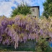 Wistful Look at a Little Wisteria