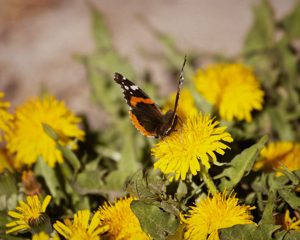 red admiral by aecasey