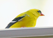 2nd May 2023 - May 2 Goldfinch Feather Detail IMG_3356AA