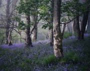 7th May 2023 - ~~enchanted woods~~