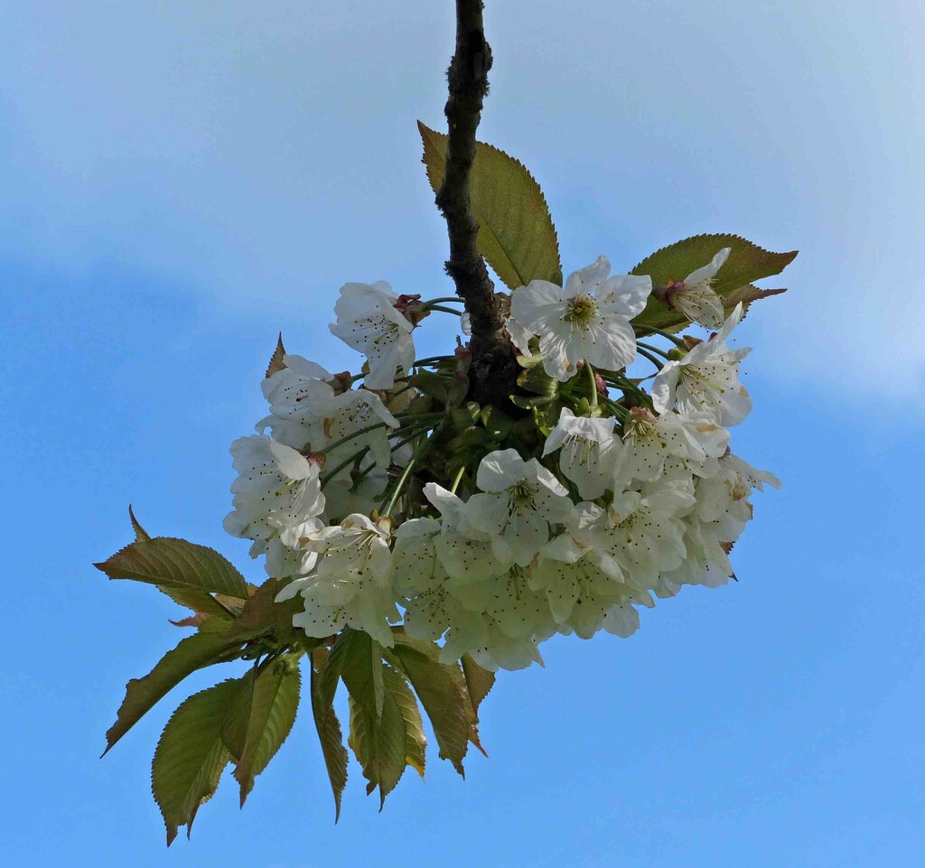 Cherry Blossom by arkensiel