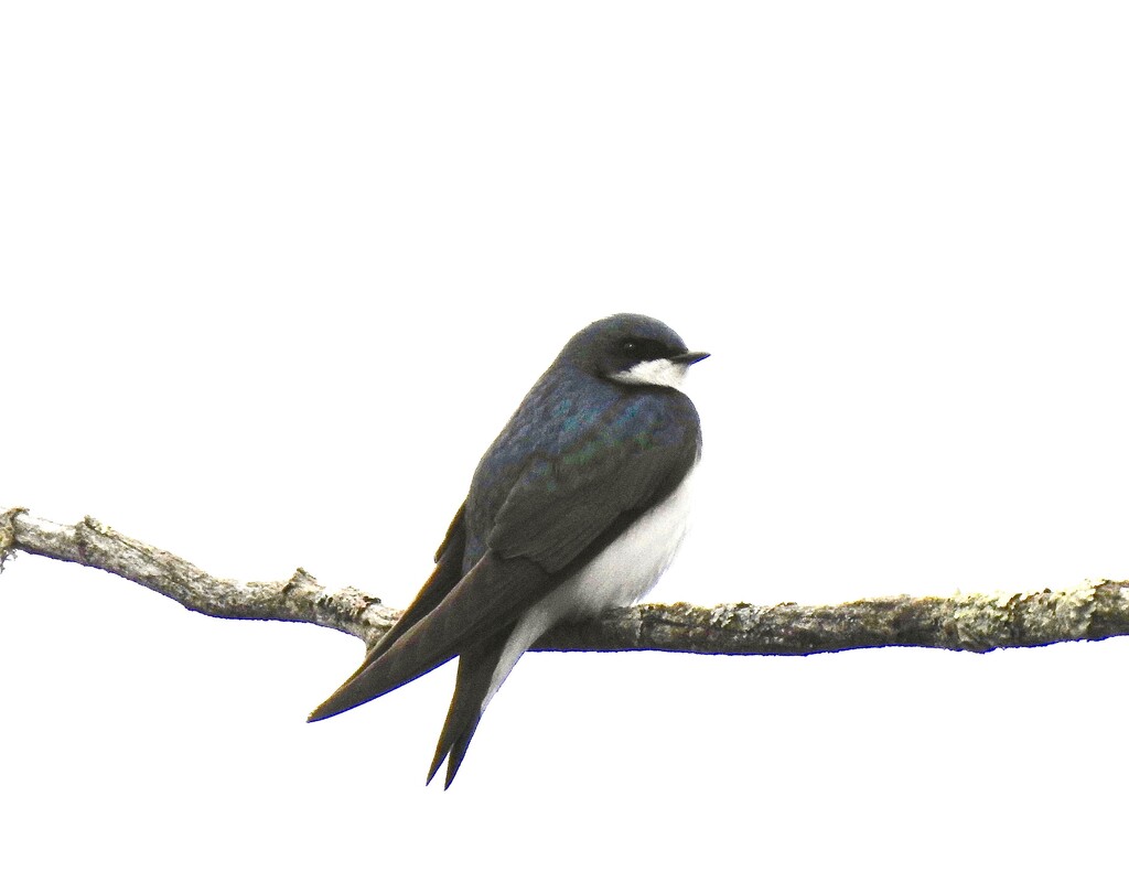 Tree Swallow by sunnygreenwood