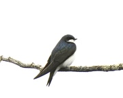 22nd Apr 2023 - Tree Swallow