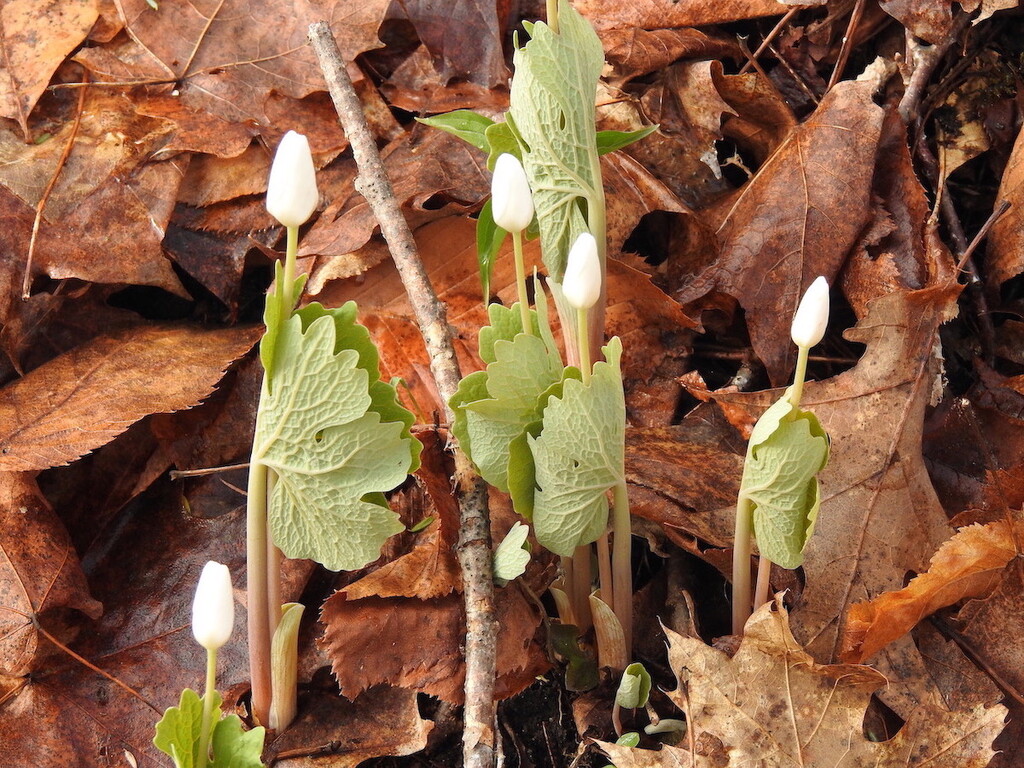 Bloodroot by sunnygreenwood