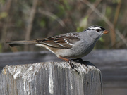 7th May 2023 - white crowned sparrow 
