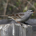 white crowned sparrow  by rminer
